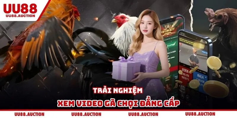 Trải nghiệm xem video gà chọi đẳng cấp