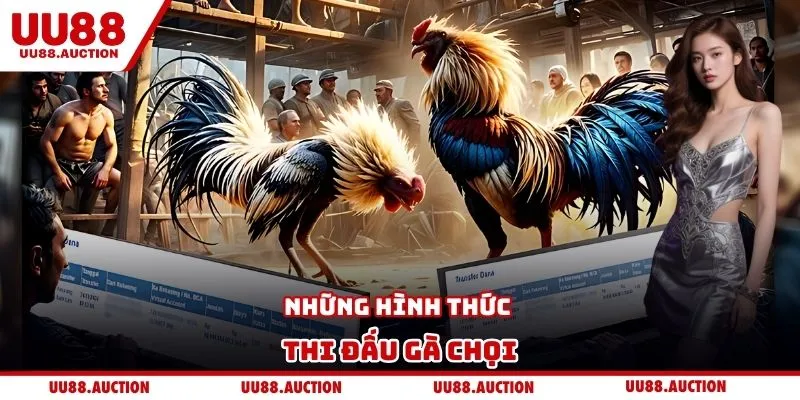 Những hình thức thi đấu gà chọi