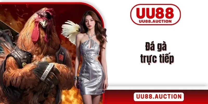 Đá gà trực tiếp