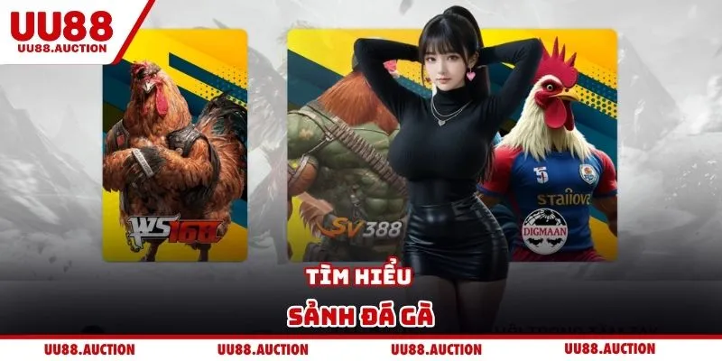 Tìm hiểu sảnh đá gà