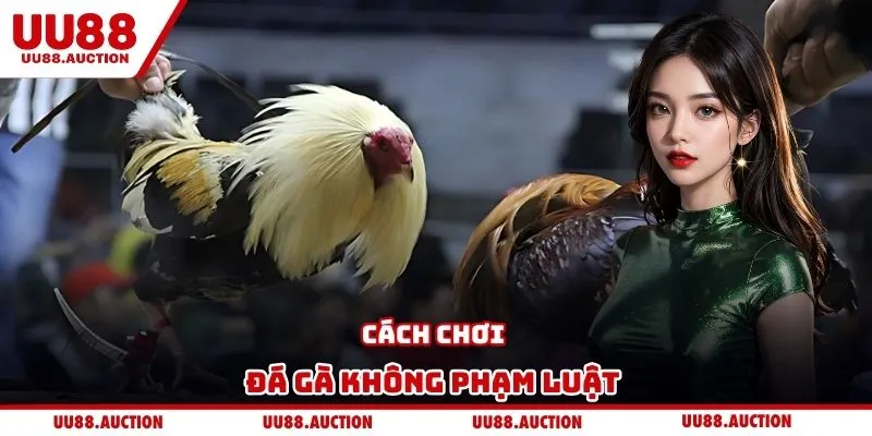 Cách chơi đá gà không phạm luật 