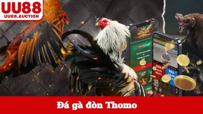 Đá gà đòn Thomo