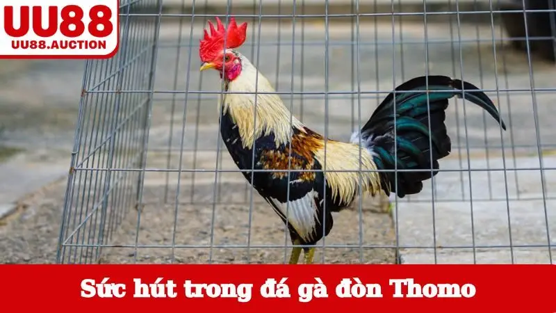 Sức hút được tìm thấy trong đá gà đòn Thomo